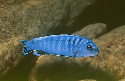 Pseudotropheus perspicax 'Chitande Island'